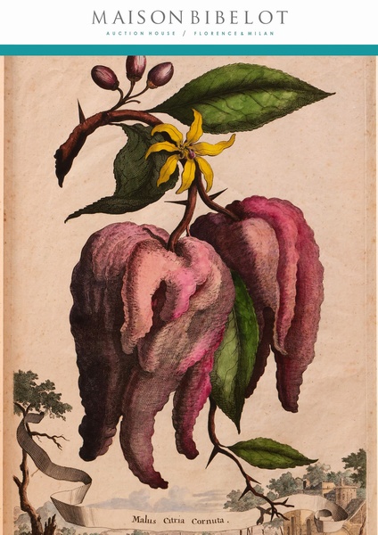 Flora & Fauna. <br> Una collezione di stampe