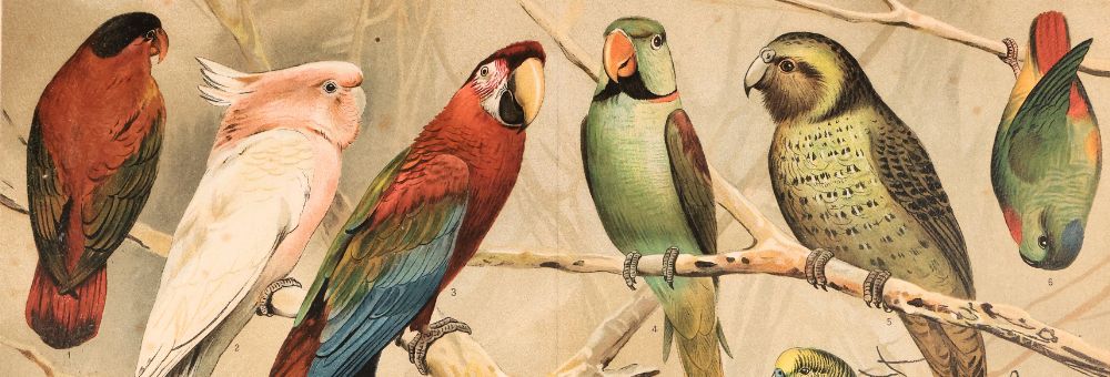 Flora & Fauna. una Collezione di Stampe